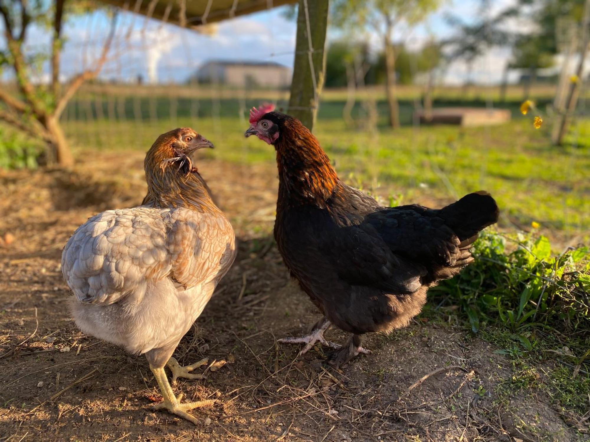Mobilhome Sous Chalet En Bois A La Ferme Josnes Exteriér fotografie
