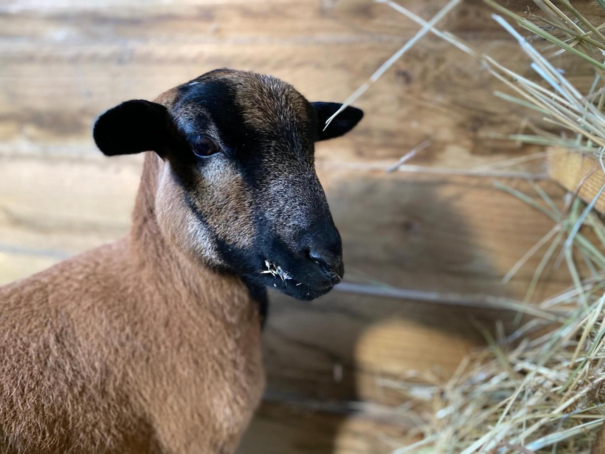 Mobilhome Sous Chalet En Bois A La Ferme Josnes Exteriér fotografie